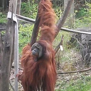 Meet your Posher, Justin